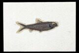 Fossil Fish (Knightia) - Green River Formation #179239-1